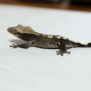 아잔틱