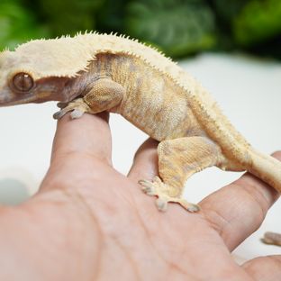 엘사