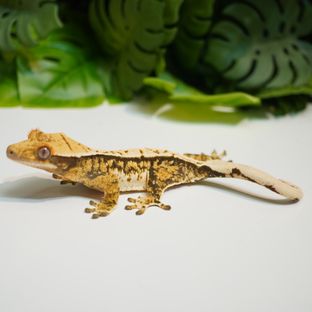 트라이 핀스트라이프 익스트림할리퀸