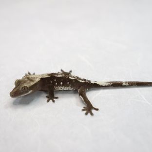 아잔틱