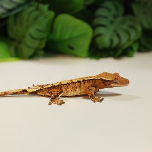 노멀 트라이 익스트림할리퀸 텐저린