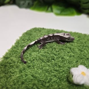 아잔틱 할리퀸