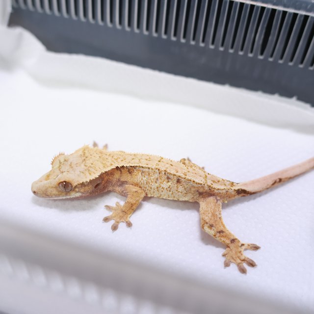 트라이 화이트포트홀 익스트림할리퀸 드리피