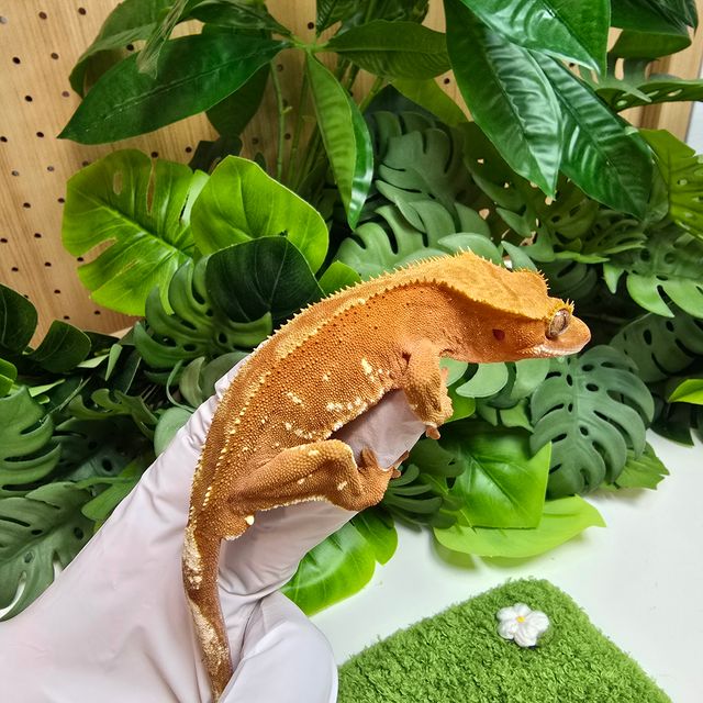 노멀 바이 레드