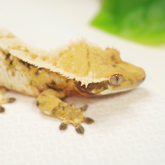 트라이 화이트핀 익스트림할리퀸