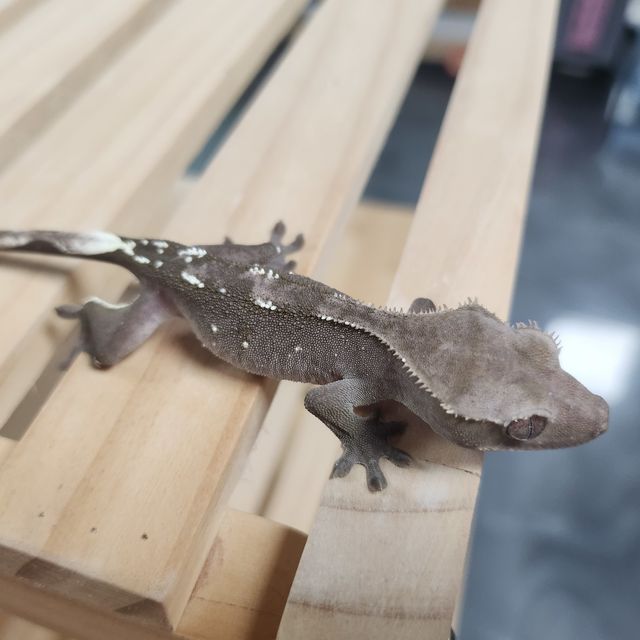 아잔틱 화이트포트홀