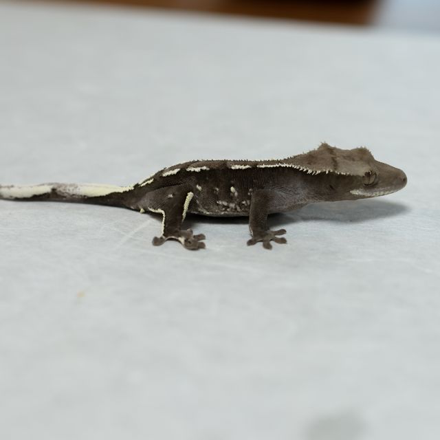 아잔틱