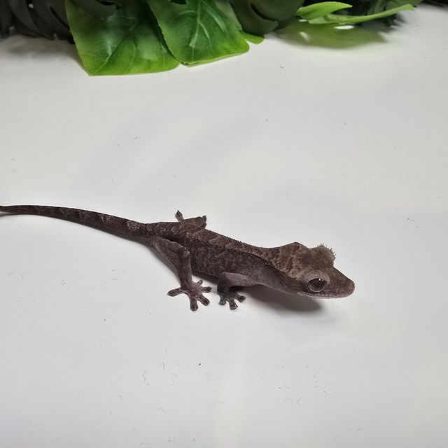 루왁