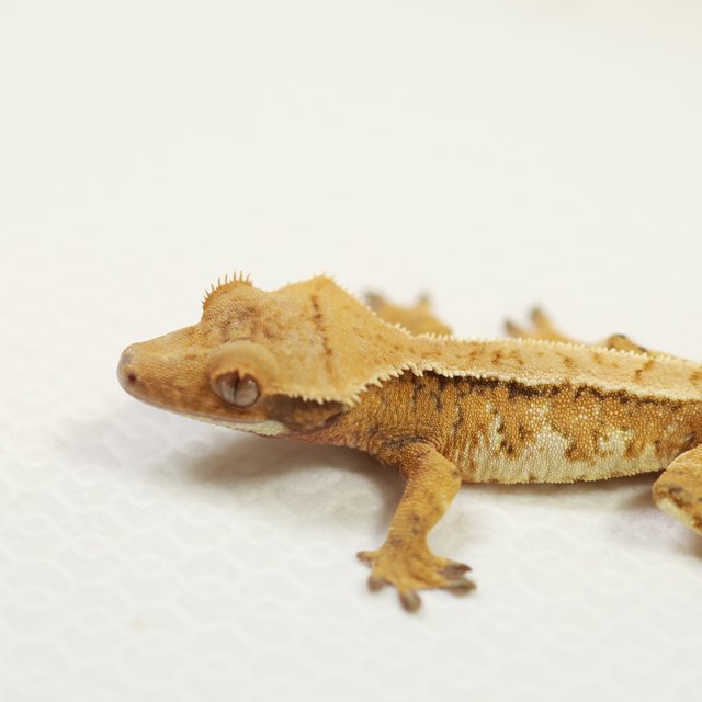 트라이 익스트림할리퀸