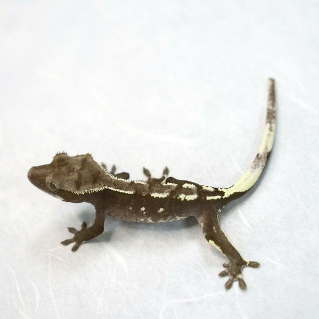아잔틱