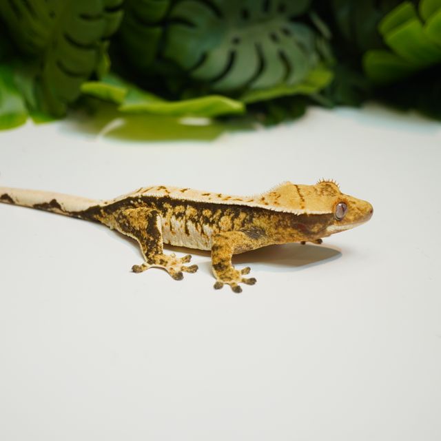 트라이 핀스트라이프 익스트림할리퀸