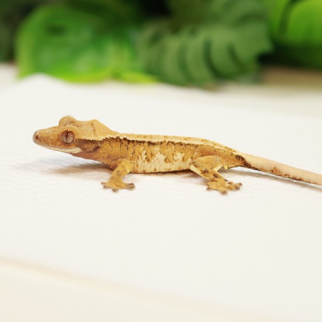 트라이 익스트림할리퀸