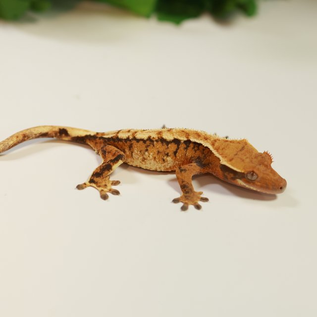 노멀 트라이 익스트림할리퀸 텐저린