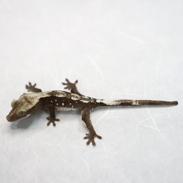 아잔틱