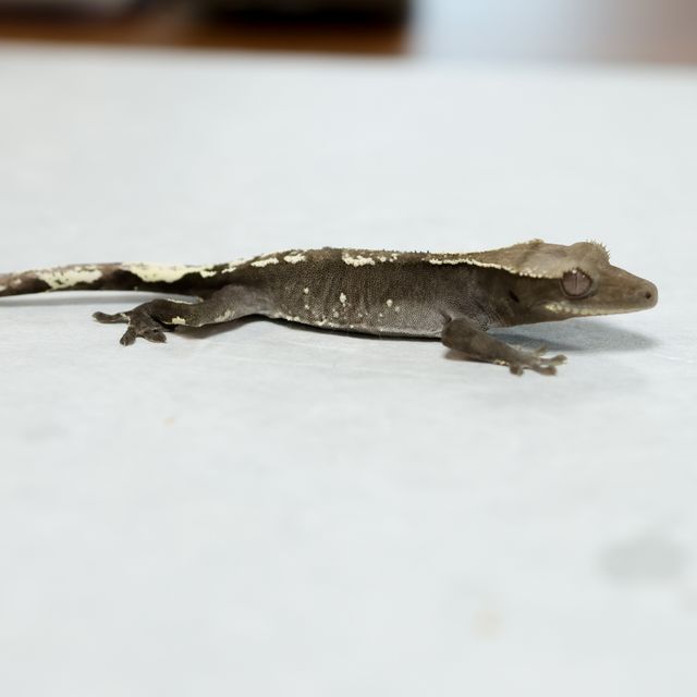 아잔틱