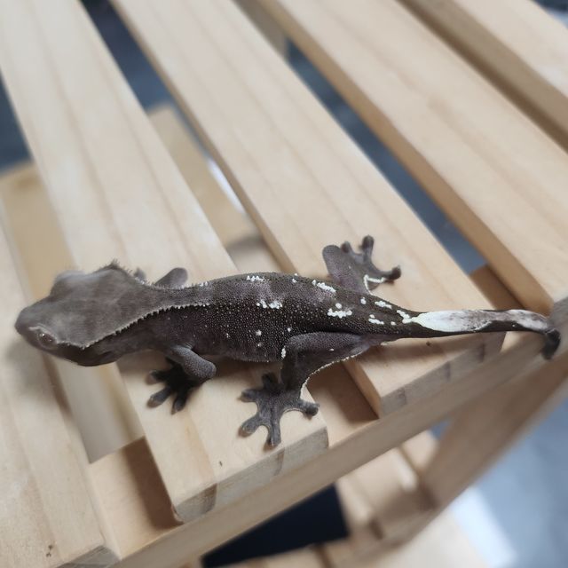 아잔틱 화이트포트홀