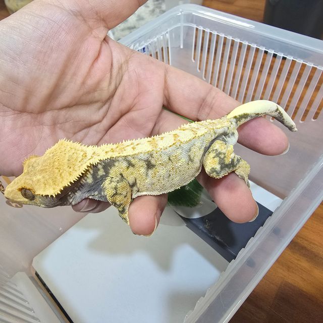 노멀 드리피 익스트림할리퀸