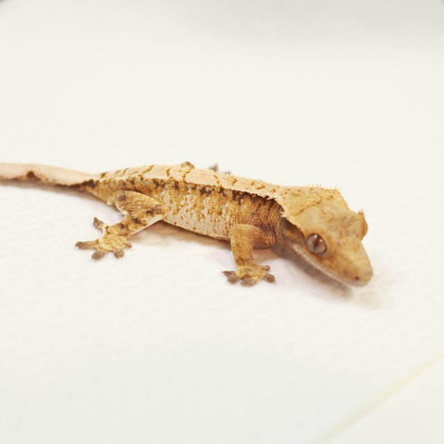 드리피 익스트림할리퀸 트라이