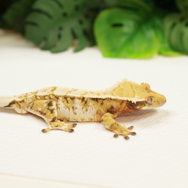 트라이 화이트핀 익스트림할리퀸