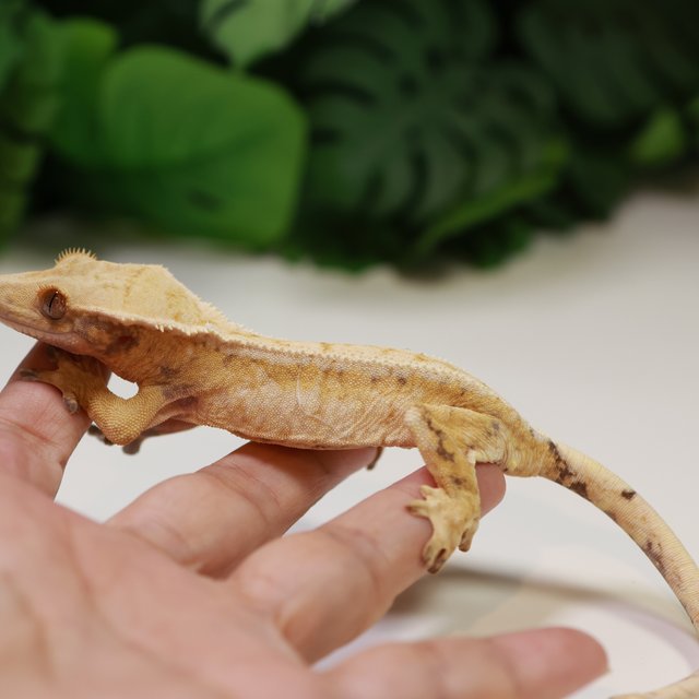 익스트림할리퀸 트라이 드리피