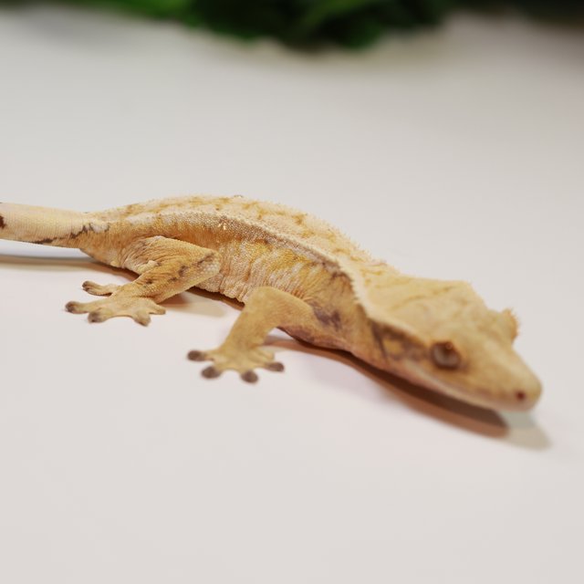 익스트림할리퀸 트라이 드리피