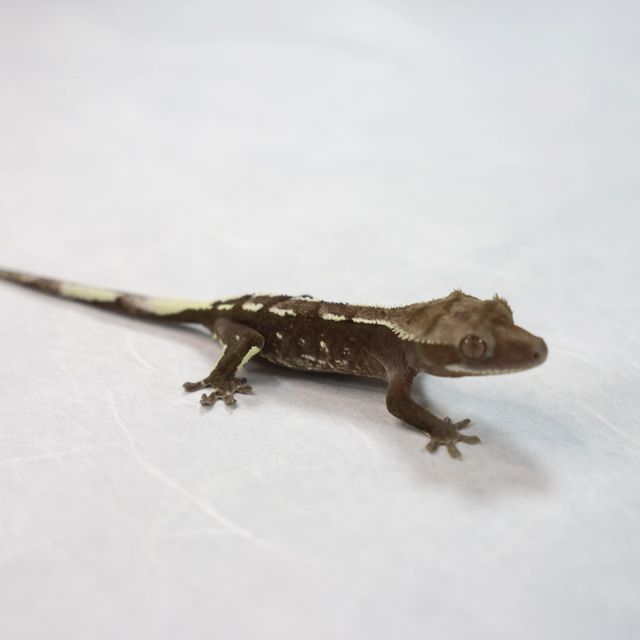 아잔틱