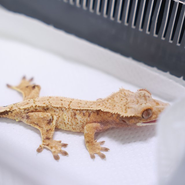 트라이 화이트포트홀 익스트림할리퀸 드리피