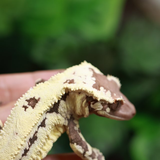 릴리 세이블