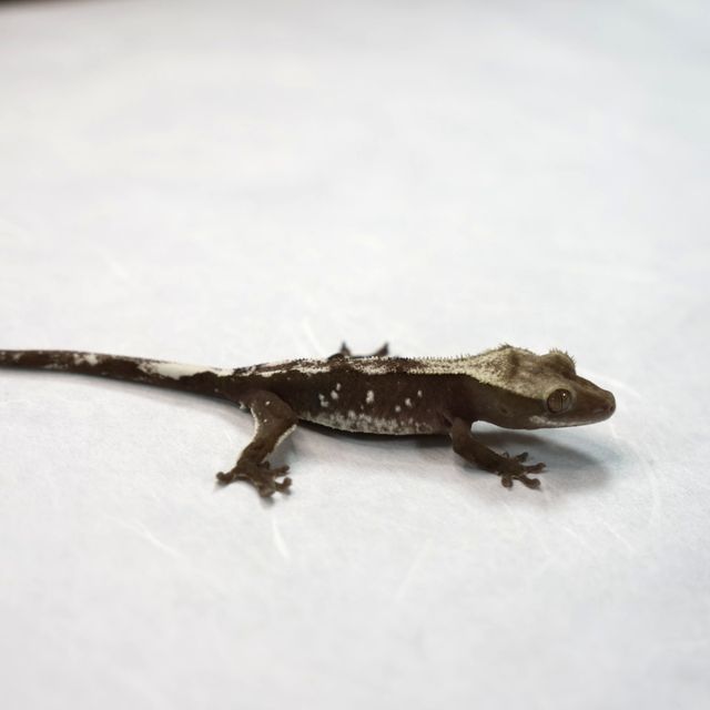 아잔틱