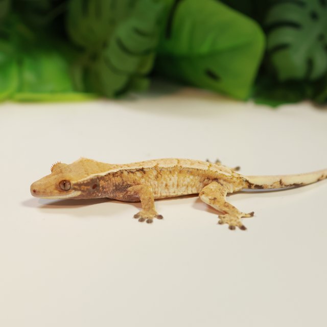 노멀 트라이 드리피