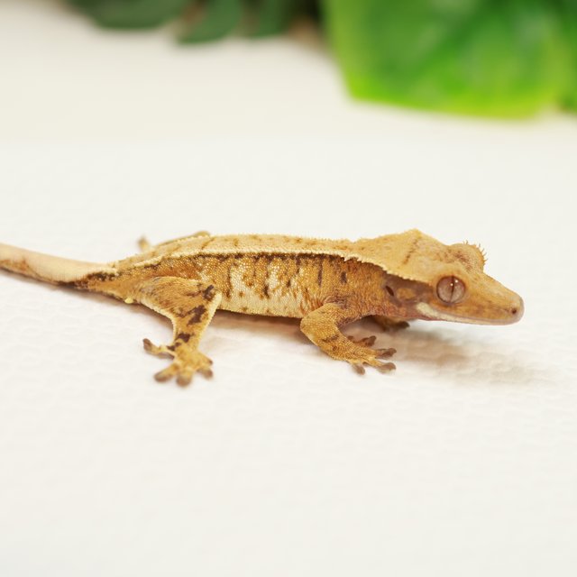 트라이 익스트림할리퀸