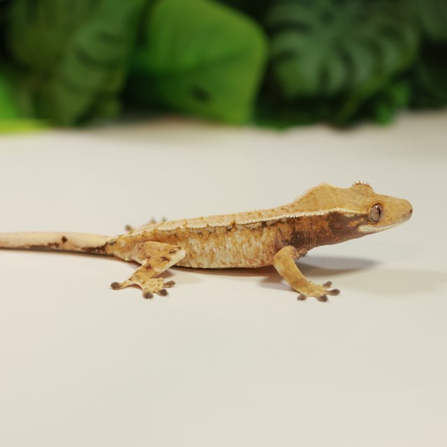 노멀 트라이 드리피