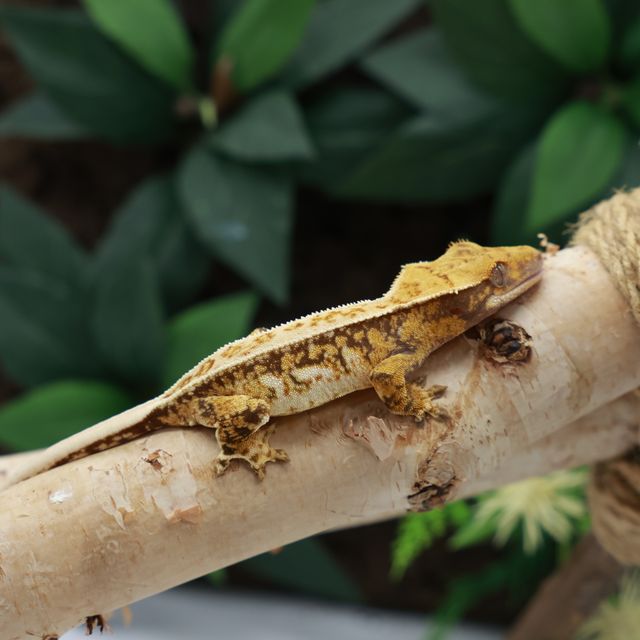 노멀 드리피 익스트림할리퀸 트라이 핀스트라이프 풀핀