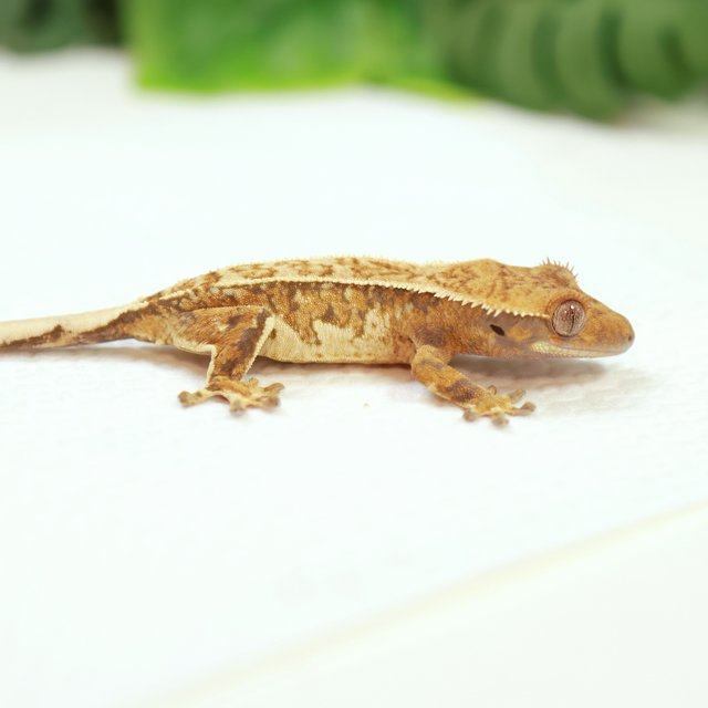 트라이 핀스트라이프 익스트림할리퀸 드리피 텐저린