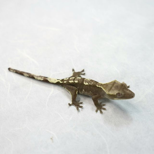 아잔틱