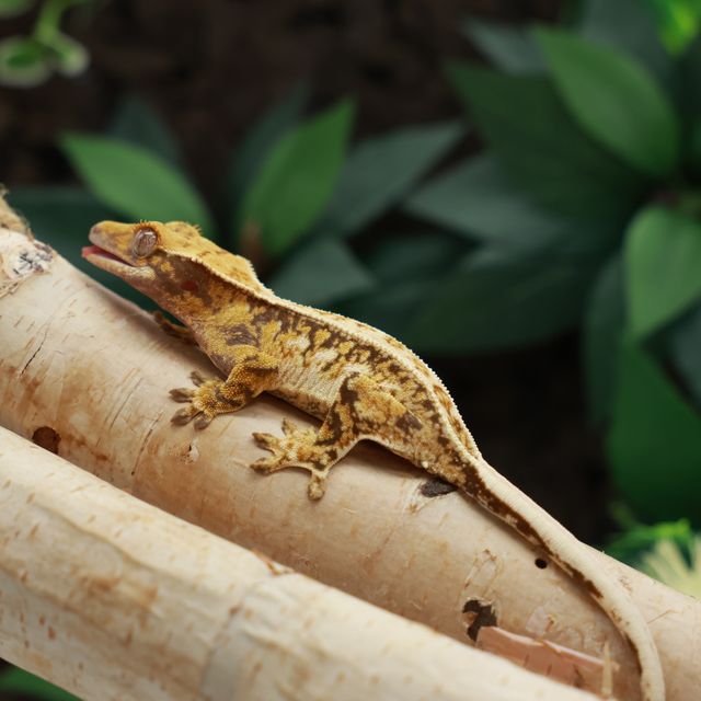 노멀 드리피 익스트림할리퀸 트라이 핀스트라이프 풀핀