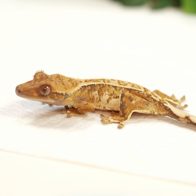 트라이 핀스트라이프 익스트림할리퀸 드리피 텐저린