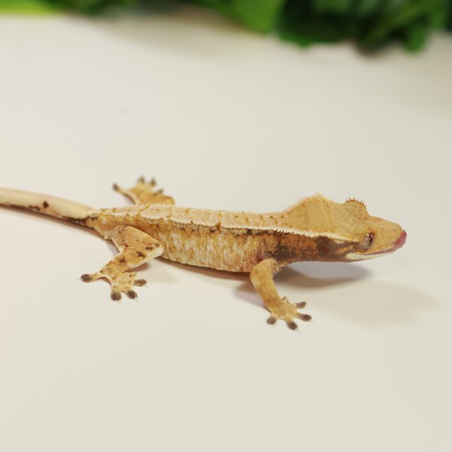 노멀 트라이 드리피