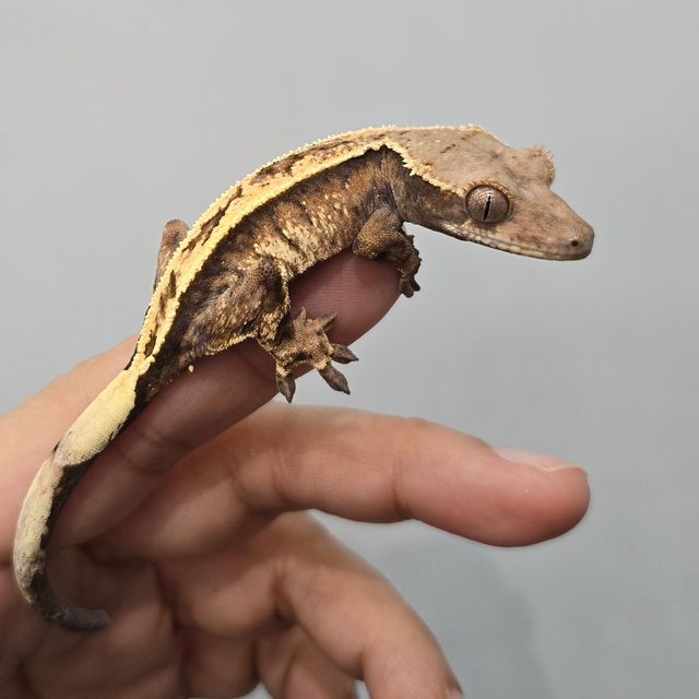 세이블