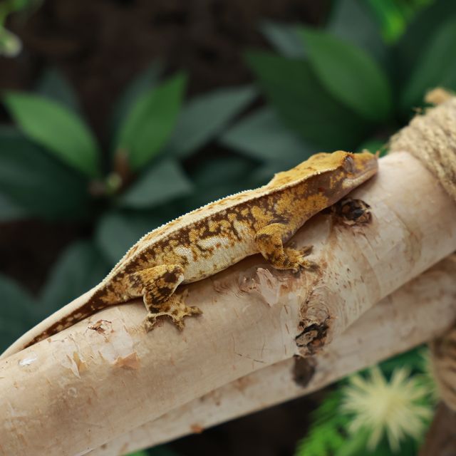 노멀 드리피 익스트림할리퀸 트라이 핀스트라이프 풀핀