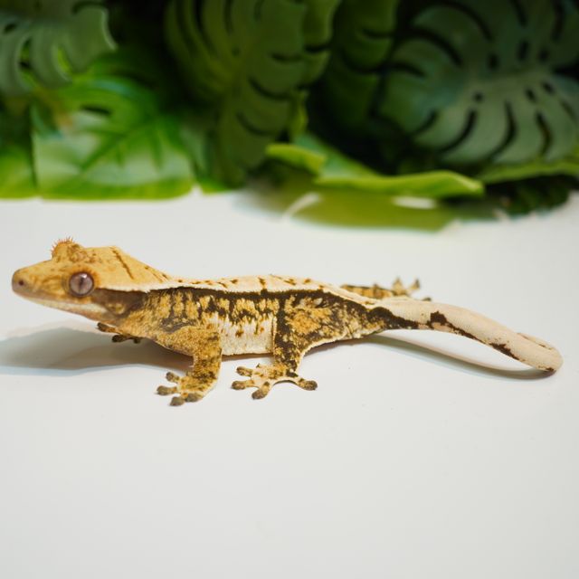 트라이 핀스트라이프 익스트림할리퀸