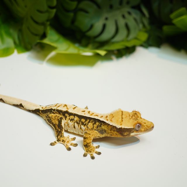 트라이 핀스트라이프 익스트림할리퀸