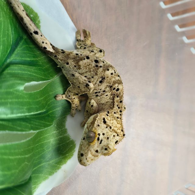 슈퍼달마시안