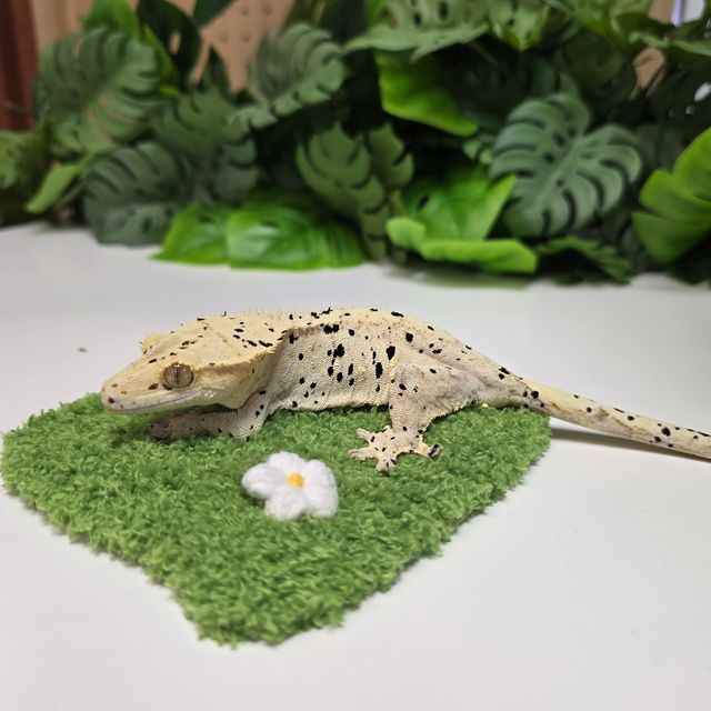 슈퍼달마시안