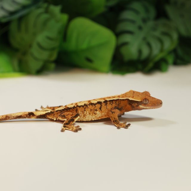 노멀 트라이 익스트림할리퀸 텐저린