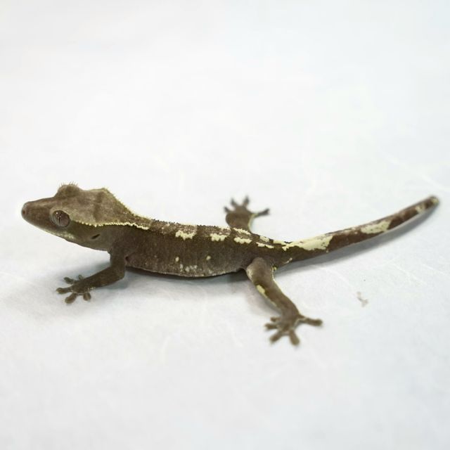 아잔틱