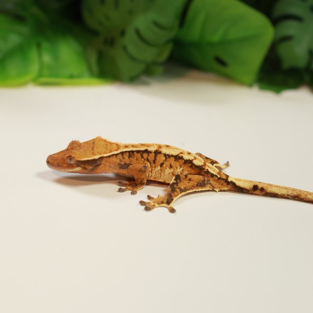 노멀 트라이 익스트림할리퀸 텐저린