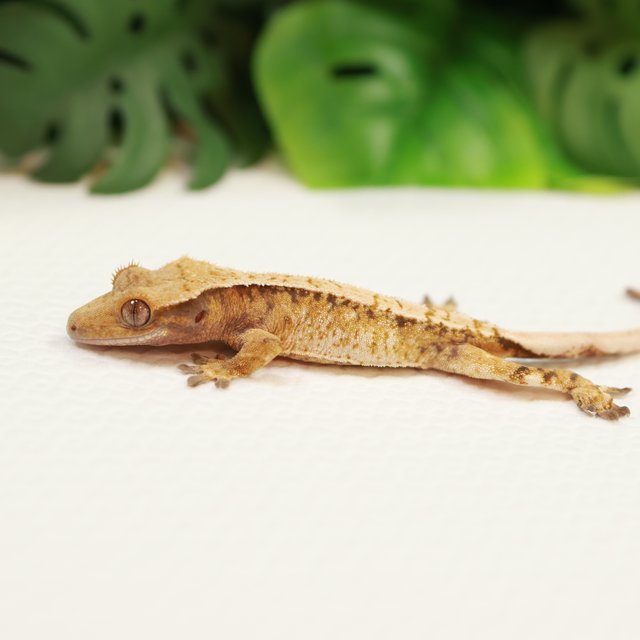 드리피 익스트림할리퀸 트라이