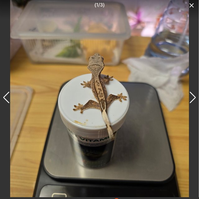 릴리 세이블 100%헷아잔틱