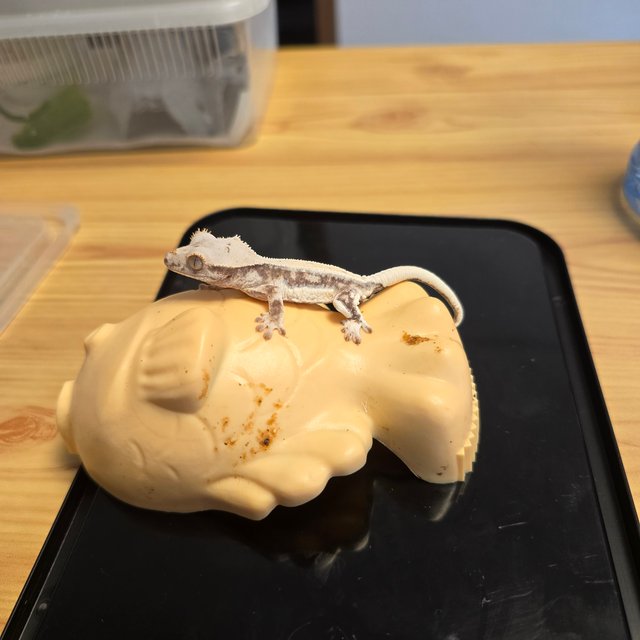 릴리 세이블 100%헷아잔틱